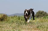 AMSTAFF ADULT 023